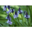 bluebell, hyacinth, kitbox