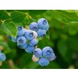 blooms, silicone, bessen, berries, blueberry, blauwe, bessen, bosbes, fruit, mould, mal, porcelain, craft, sugarflowers, silicone, veiner, nerfvormer, natali, kishkovich