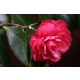 camellia, camelia