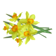 daffodil, narcis, FC205, cutter, snijder, uitsteker, spring, lente, voorjaar