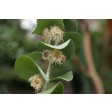 eucaluptus, Eukalyptus, FR229, 229, sugarflower, clayflower, suikerbloem, bladeren, leaf, leaves