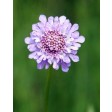 duifkruid, scabiosa, scabious, alan, dunn, collection, clayflowers, sugarflowers, cutter, uitsteker, pc, pc085, pc85