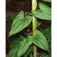 chinese, yam, leaf, blad, sugarflower, FRPC005, PC005