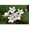 frangipani, plumeria, suikerbloemen, sugarflowers, TT268-270, bloem, flower, cutter, uitsteker
