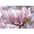 Magnolia, tulpenboom, voorjaar, spring