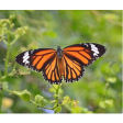 monarch, butterfly
