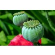 poppy, papaver, seed, pod, zaadbol, sugarflower, GM10P001-02