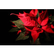 kerstster, kerst, christmas, VL, veiner, poinsetttia, SK, impressions, nerfvormer, veiners, nerfvormers, blad, bladeren, leaf, leaves, suikerbloem, suikerbloemen, sugarflower, sugarflowers