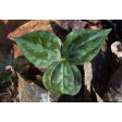 trillium