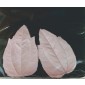 SK Great Impressions Leaf Veiner Clematis M