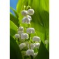 Framar cutters Lily of the Valley 12 mm