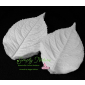 Hydrangea Leaf Large Veiner By Simply Nature Botanically Correct Products®